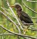 Kirms Photography Green Heron-8